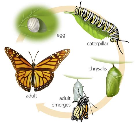 The Life Cycle of a Butterfly .